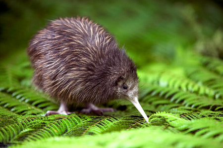 عکس جوجه پرنده کیوی baby kiwi birds