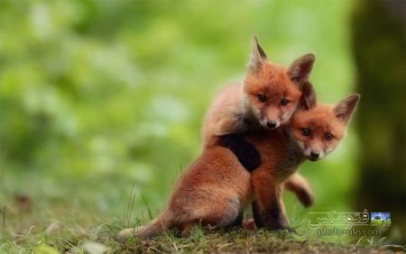 عکس دو بچه روباه بامزه cute fox baby