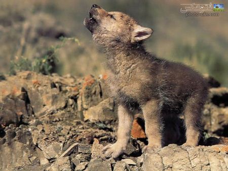 والپیپر بچه گرگ خاکستری baby of wolf