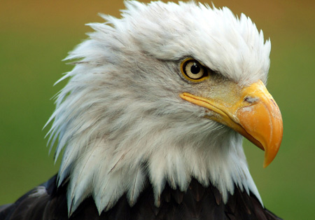 عکس سر عقاب سر سفید eagle head