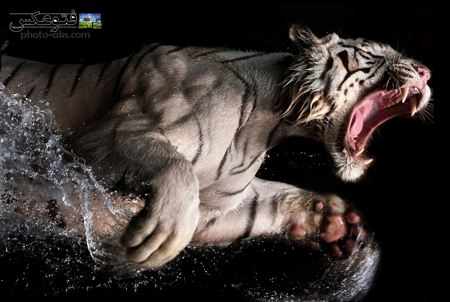 ببر بنگال سفید عصبانی white bangal tiger