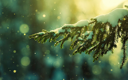 برف روی شاخه درخت کاج barf roye barg kaj
