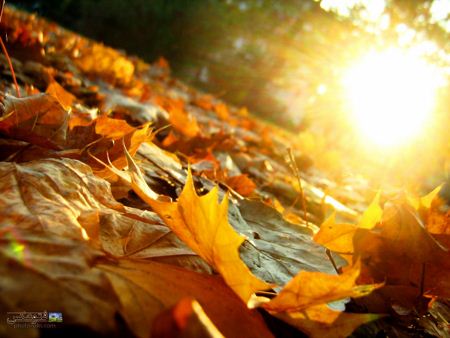برگ خزان آفتاب sun on autumn leaves