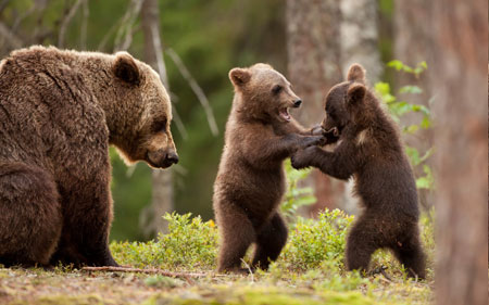 عکس دعوا بچه خرسها bear baby fight
