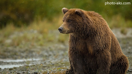 خرس قهوه ای گریزلی brown bear sitting 