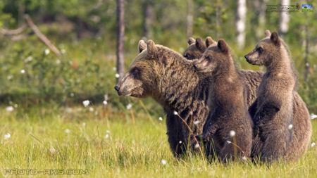 خانواده خرس ها bear family