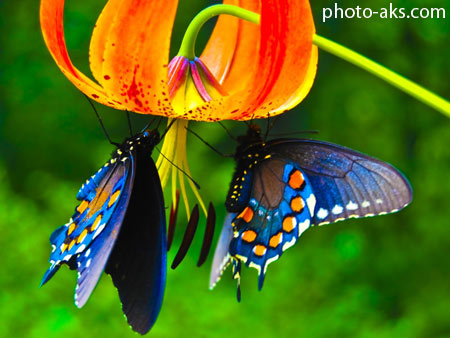 پروانه روی گل لیلیوم colorfull butterfly