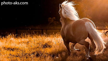 زیباترین تصاویر اسب ها horse hd wallpaper