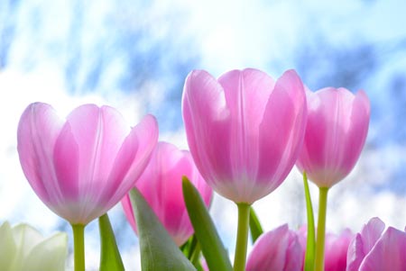 شاخه گلهای لاله صورتی beautiful pink tulip
