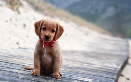 عکس توله سگ قهوه ای beautiful poppy dog