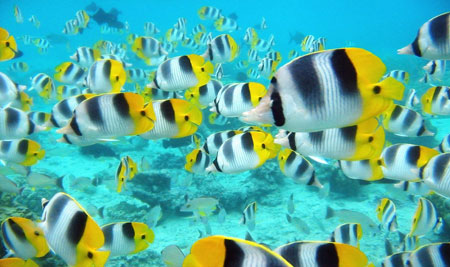 دسته ماهی زینتی استوایی beautiful  tropical fishes