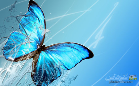 زیباترین پس زمینه پروانه آبی blue batterfly wallpaper