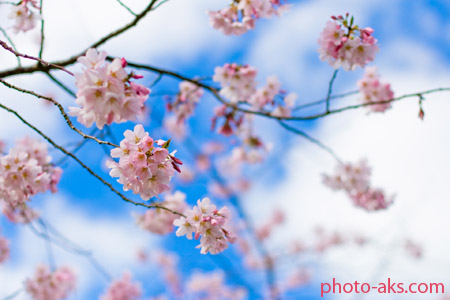 زیباترین شکوفه های بهاری beautiful cherry blossom