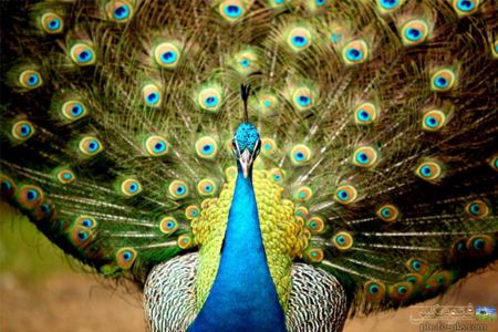 دم زیبای طاووس نر beautifull peacock