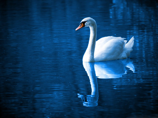 عکس زیبای قو در دریاچه beautiful swan