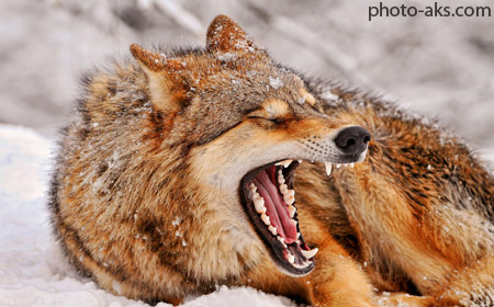 عکس گرگ ها beautiful wolfs wallpapers