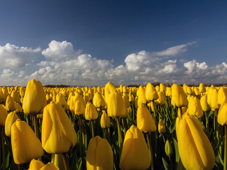 مزرعه گلهای لاله زرد yellow tulips field