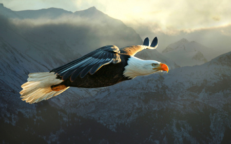 پرواز بسیار زیبای پرنده عقاب big eagle flying
