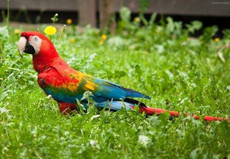 طوطی ماکائو رنگارنگ روی علفزار colorful macaw parrot bird