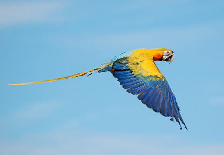 عکس پرواز پرنده طوطی parrot fly sky