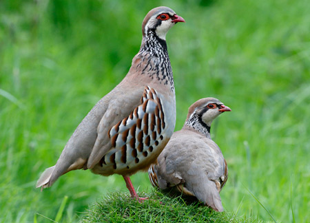 عکس پرنده کبک نر و ماده birds red legged partridge