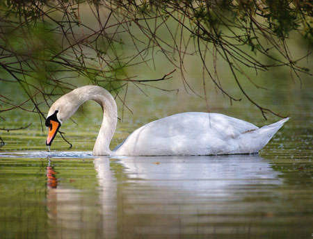 عکس پرنده قو زیبا در دریاچه birds swan lake