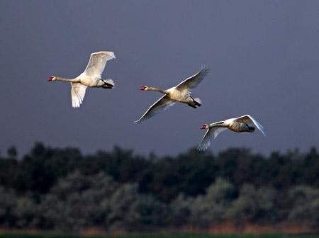 پرواز گروهی پرنده قو در آسمان birds swans flying