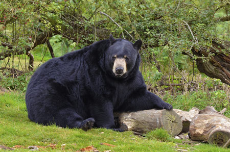 عکس خرس بزرگ سیاه در جنگل black bear forest