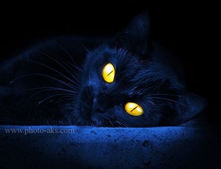 گربه سیاه با چشم زرد و درخشان black cat