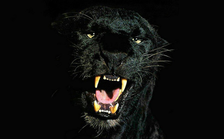 عکس نعره پلنگ سیاه black panther pictures