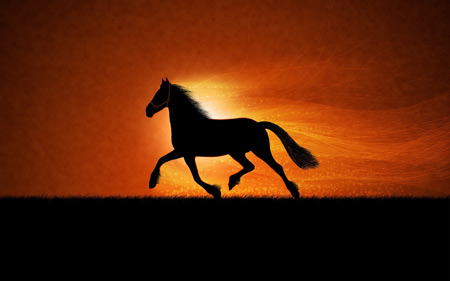 اسب زیبا در غروب خورشید black horse sunset
