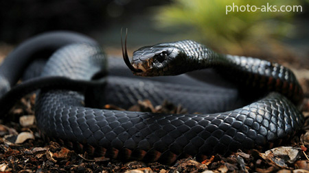 عکس مار مامبا سیاه black mamba snake