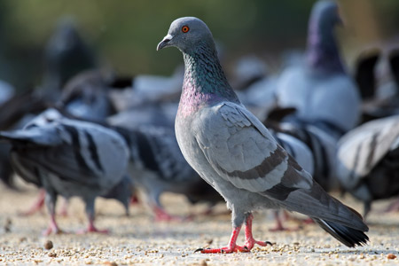 عکس کبوتر آبی حرم blue feral pigeon