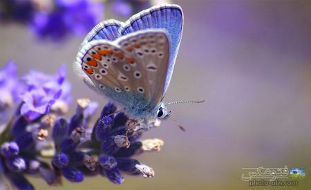 پروانه آبی روی گل آبی blue butterfly