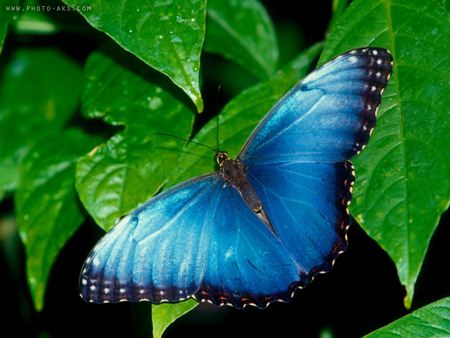 پروانه آبی زیبا روی برگ blue butterfly
