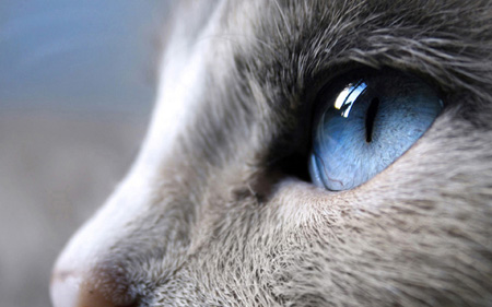 عکس زیبا نگاه گربه چشم آبی blue eyes cat