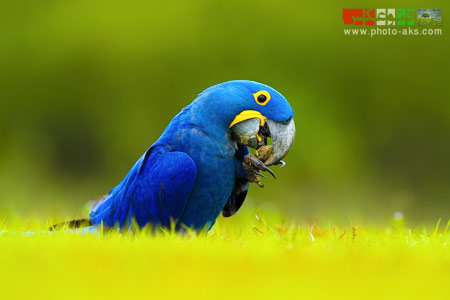 طوطی آبی برزیلی blue macaw brazil