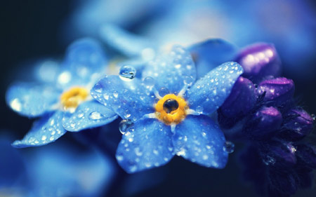 عکس گل آبی با قطرات باران blue macro flower drop
