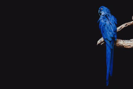 عکس طوطی آبی زیبا blue parrot bird