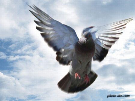 کبوتر آبی در حال پرواز blue pigeon
