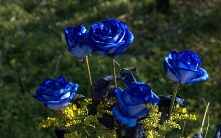 عکس شاخه گل طبیعی رز آبی blue rose flowers wallpaper