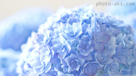 گل ادریسی فیروزه ای زیبا blue hortensia flower