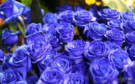 زیباترین پوسر گلهای رز آبی blue rose best wallpaper
