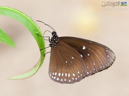 پروانه قهوه ای زیبا brown butterfly picture