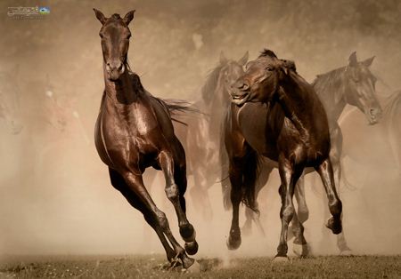 عکس زیبای اسب ها در حال دویدن brown horse in runing