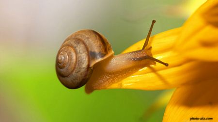 حلزون روی گل brown snail un flower