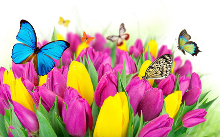 عکس پروانه ها روی گلهای لاله colorful butterfly on flowers