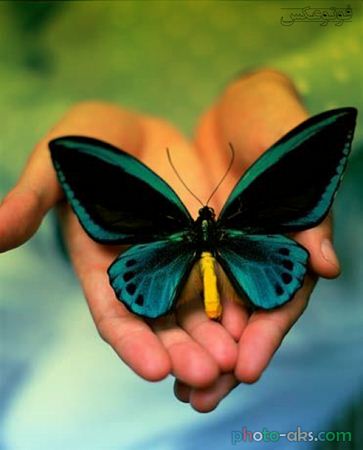 عکس زیبای پروانه روی دست butterfly on hands