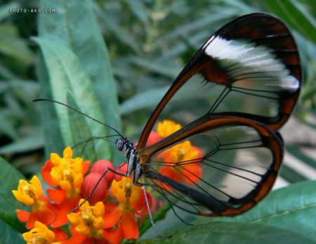 پروانه شیشه ای butterfly photo aks