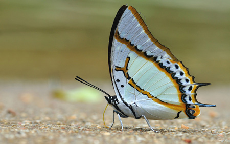 عکس های جدید از شاپرک ها butterfly white full hd